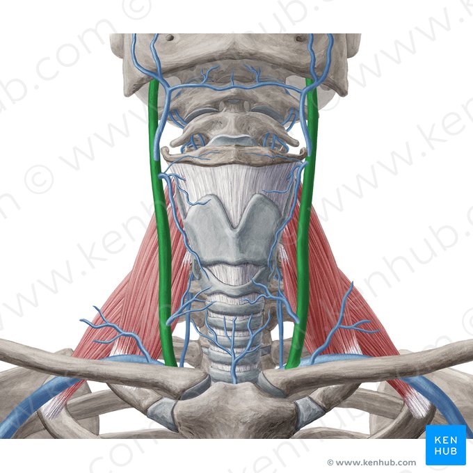 Internal jugular vein (Vena jugularis interna); Image: Yousun Koh