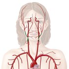 External carotid artery and its branches