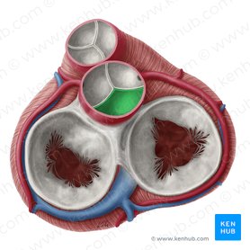 Cúspide não coronária da valva aórtica (Valvula noncoronaria valvae aortae); Imagem: Yousun Koh