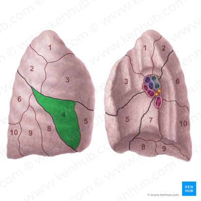 Segmento lateral do pulmão direito (Segmentum laterale pulmonis dextri); Imagem: Paul Kim