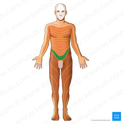 T12 dermatome (Dermatoma T12); Image: Irina Münstermann