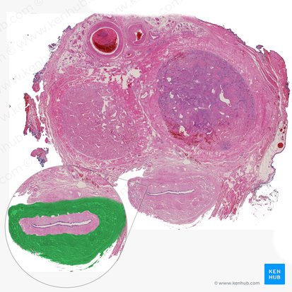 Corpus spongiosum penis (Schwammkörper des Penis); Bild: 
