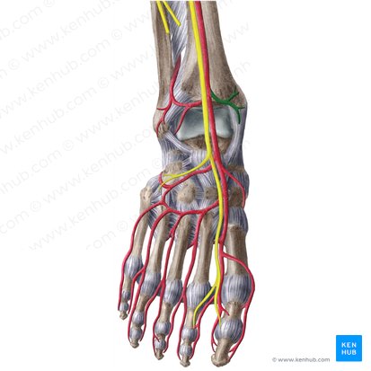 Arteria maleolar anterior medial (Arteria malleolaris anterior medialis); Imagen: Liene Znotina