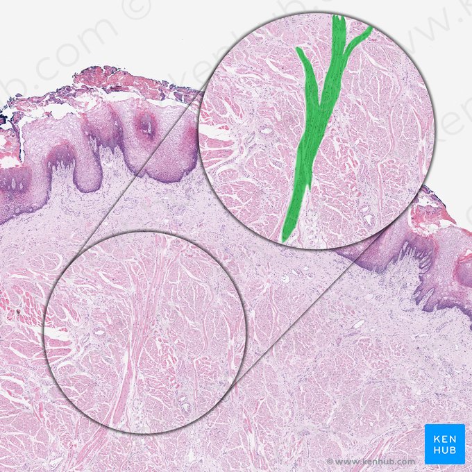 Vertical muscle of tongue (Musculus verticalis linguae); Image: 