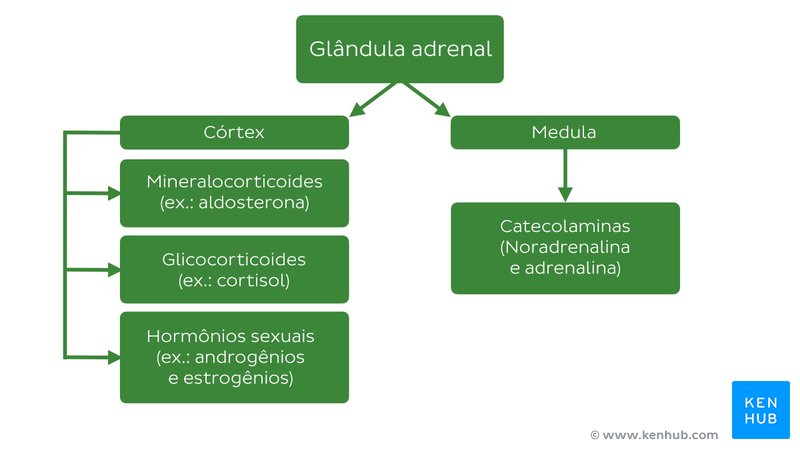 Hormônios das glândulas adrenais