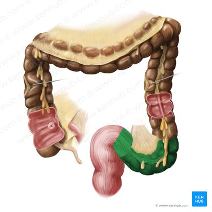 Sigmoid colon (Colon sigmoideum); Image: Begoña Rodriguez