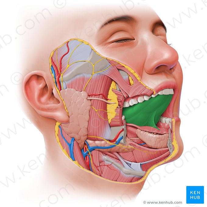 Tongue (Lingua); Image: Paul Kim