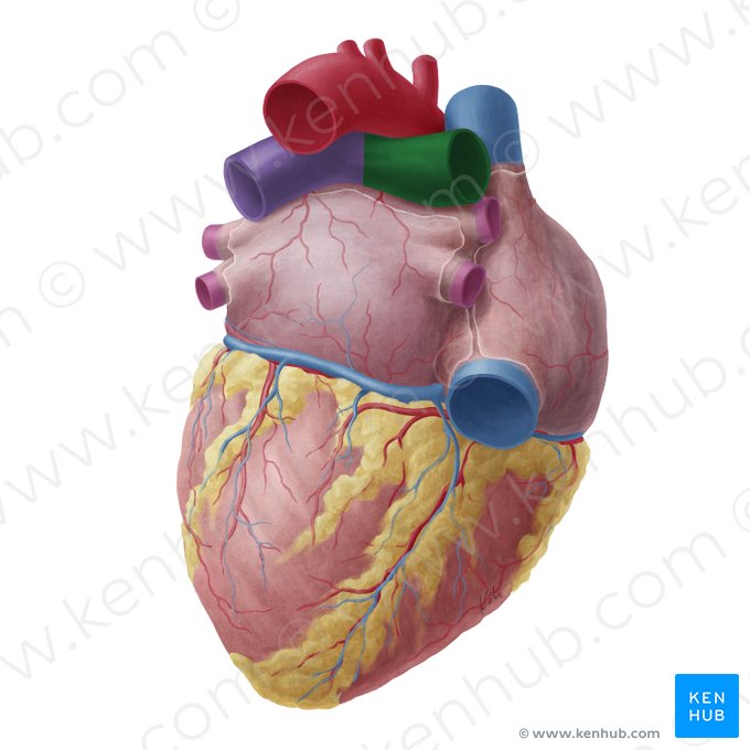 Right pulmonary artery (Arteria pulmonalis dextra); Image: Yousun Koh