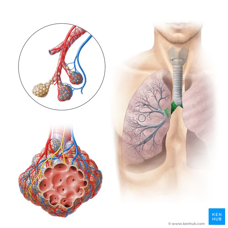 Detalhe dos alvéolos e capilares relacionados