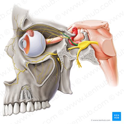 Nervo oftálmico (Nervus ophthalmicus); Imagem: Paul Kim