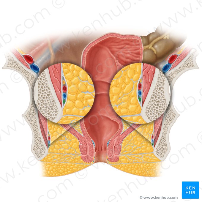 Perineal nerve (Nervus perinealis); Image: Samantha Zimmerman