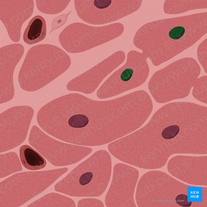 Núcleos de los cardiomiocitos (Nuclei cardiomyocytorum); Imagen: Tal Bavli Ziv