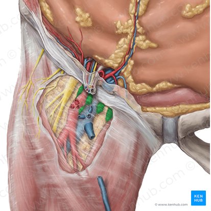 Superficial inguinal lymph nodes (Nodi lymphoidei inguinales superficiales); Image: Hannah Ely