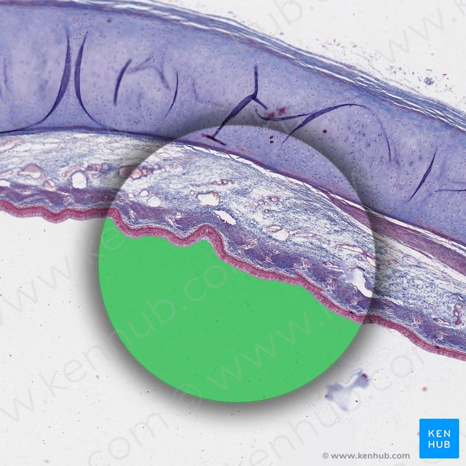 Lumen of trachea (Lumen tracheae); Image: 