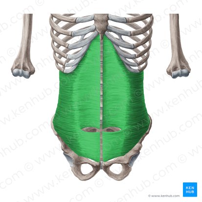 Musculus transversus abdominis (Querer Bauchmuskel); Bild: Yousun Koh