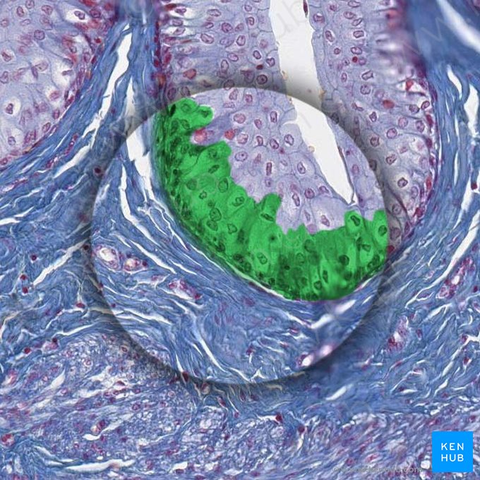 Capa basal del epitelio de transición; Imagen: 