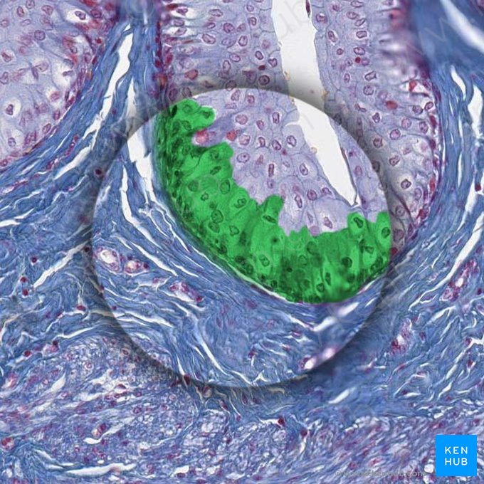 Basal layer of transitional epithelium; Image: 