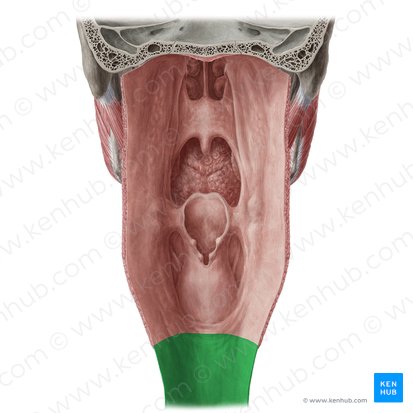 Œsophage (Oesophagus); Image : Yousun Koh