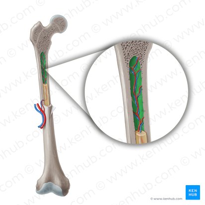 Medullary cavity (Cavitas medullaris); Image: Paul Kim