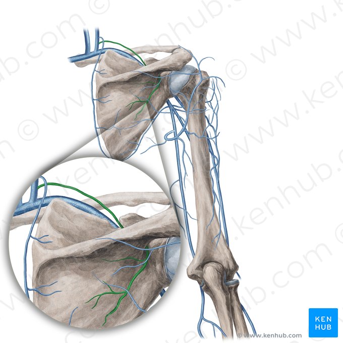 Veia supraescapular (Vena suprascapularis); Imagem: Yousun Koh