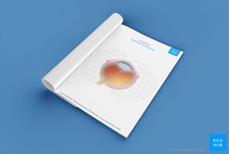 Test your knowledge of the eyeball with our unlabeled diagram (download below)