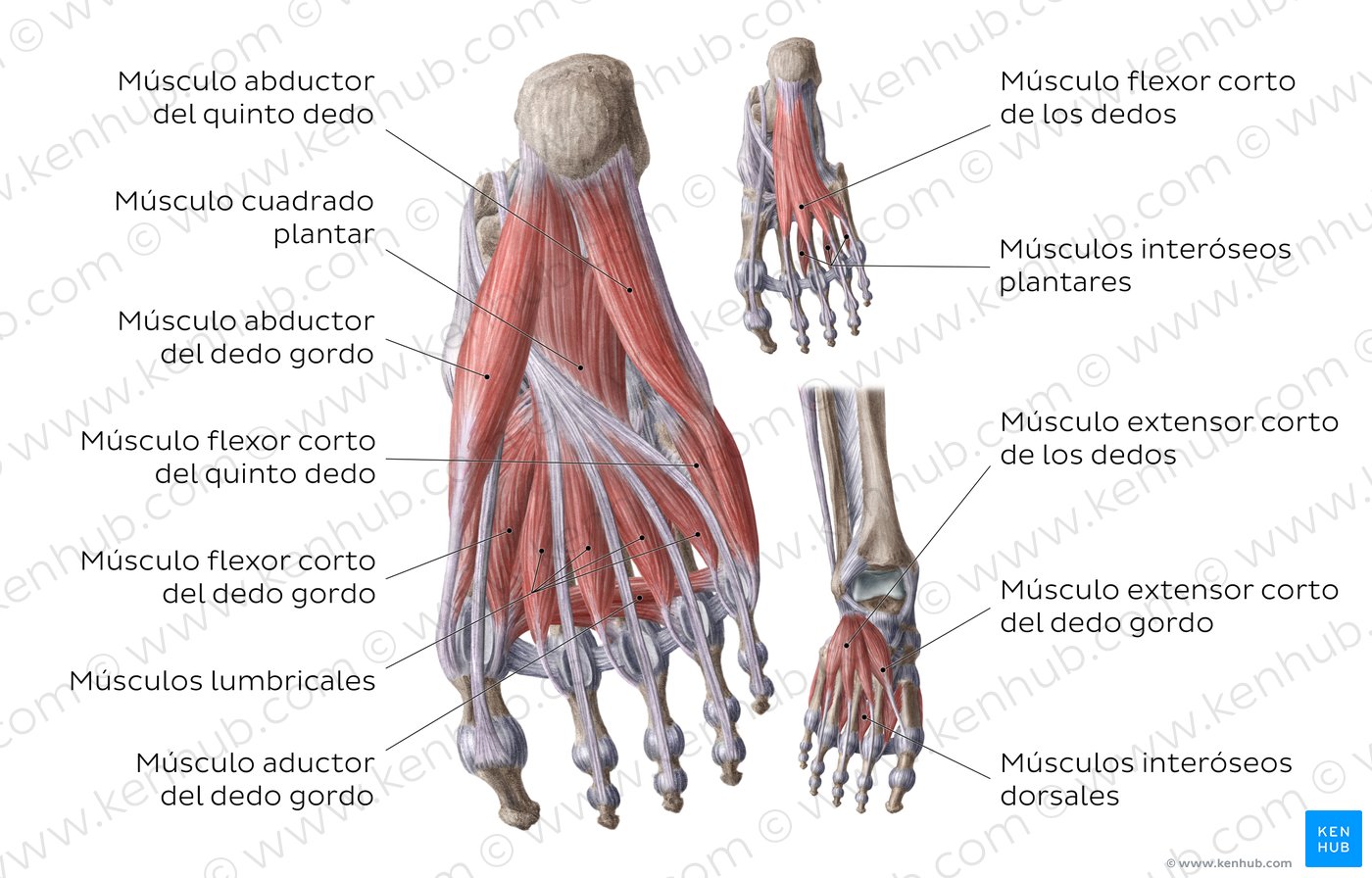 Tobillo Y Pie Huesos M sculos Articulaciones Kenhub
