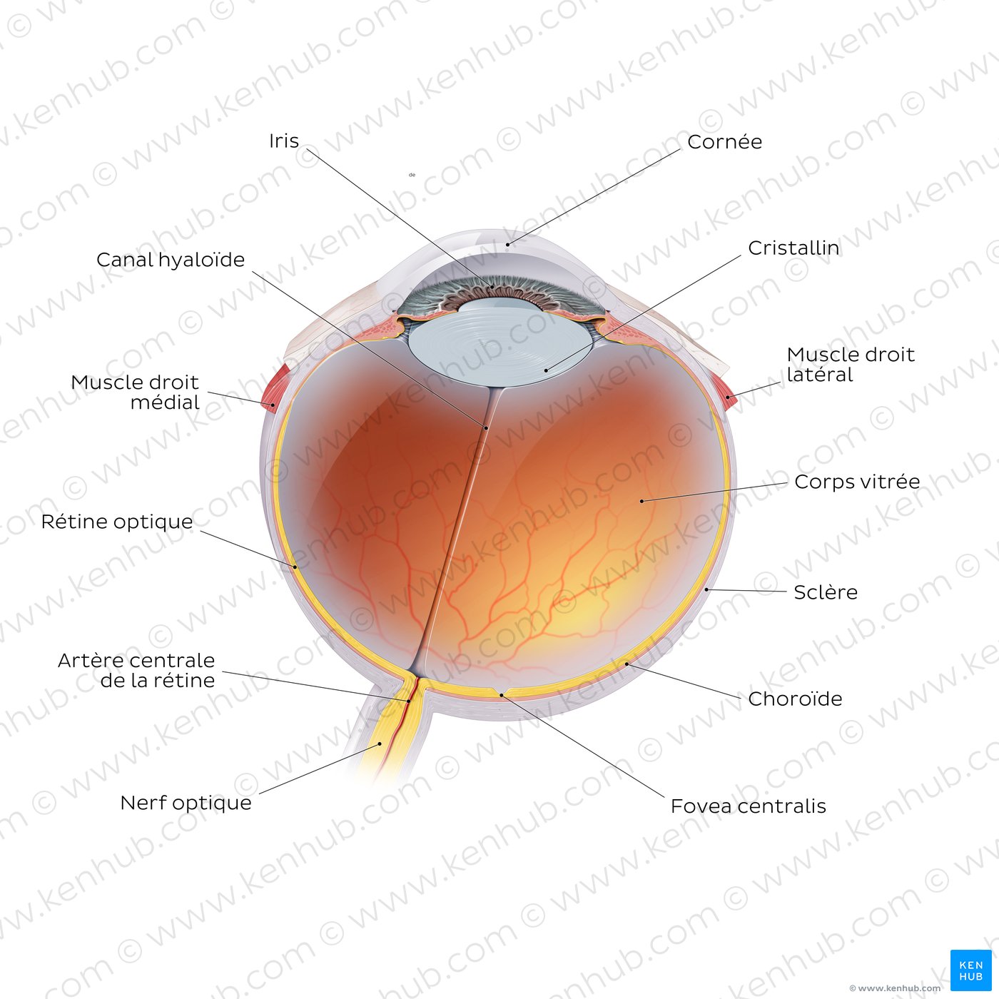 Anatomie de l'œil (schéma)