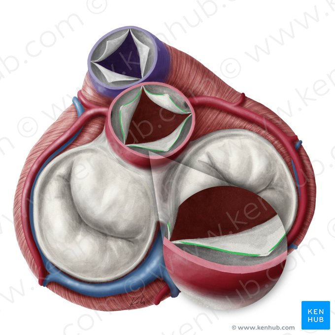 Lúnulas de las válvulas semilunares de la valva aórtica (Lunulae valvularum seminlunarium valvae aortae); Imagen: Yousun Koh