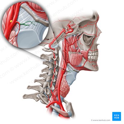 Superior laryngeal artery (Arteria laryngea superior); Image: Paul Kim