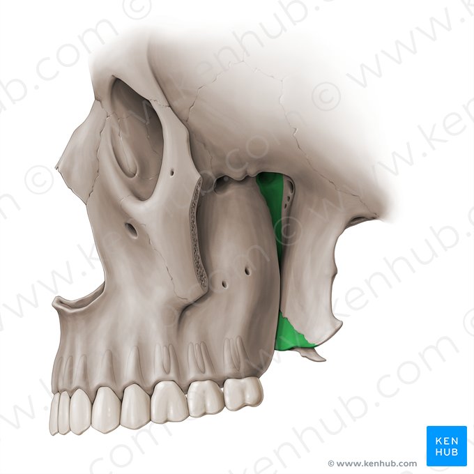 Hueso palatino (Os palatinum); Imagen: Paul Kim