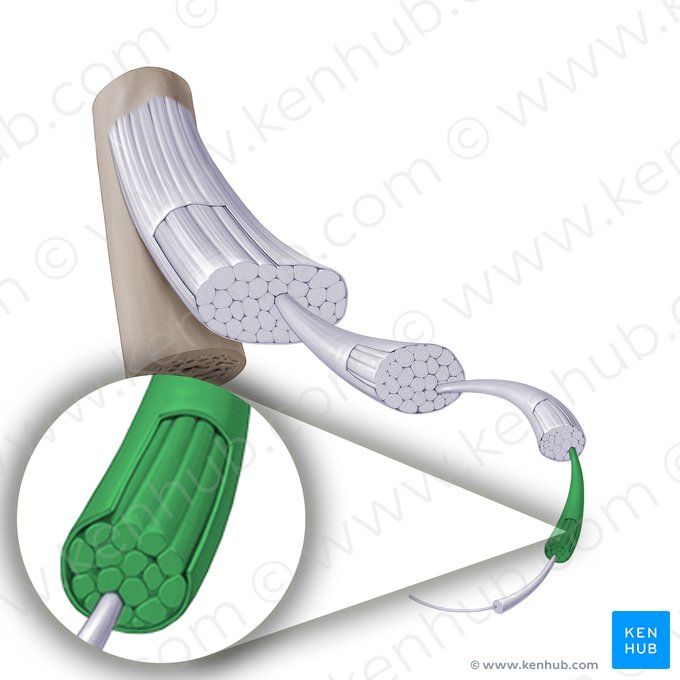 Feixe de fibras primárias (Fasciculus primiarius); Imagem: Paul Kim