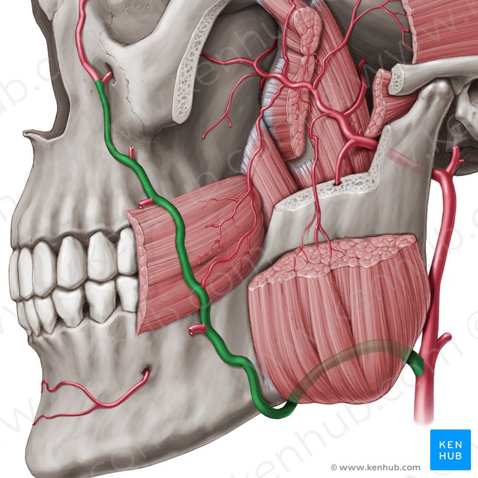 Facial artery (Arteria facialis); Image: Paul Kim