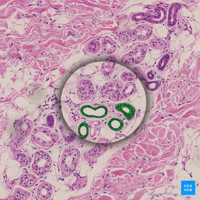 Epithelium stratificatum cuboideum (Mehrschichtiges kubisches Epithel); Bild: 