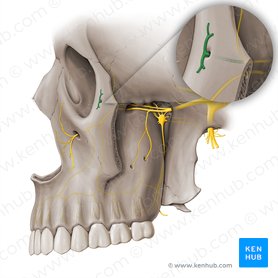 Zygomaticofacial nerve (Nervus zygomaticofacialis); Image: Paul Kim