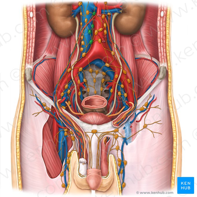 Ganglios linfáticos lumbares intermedios (Nodi lymphoidei lumbales intermedii); Imagen: Esther Gollan