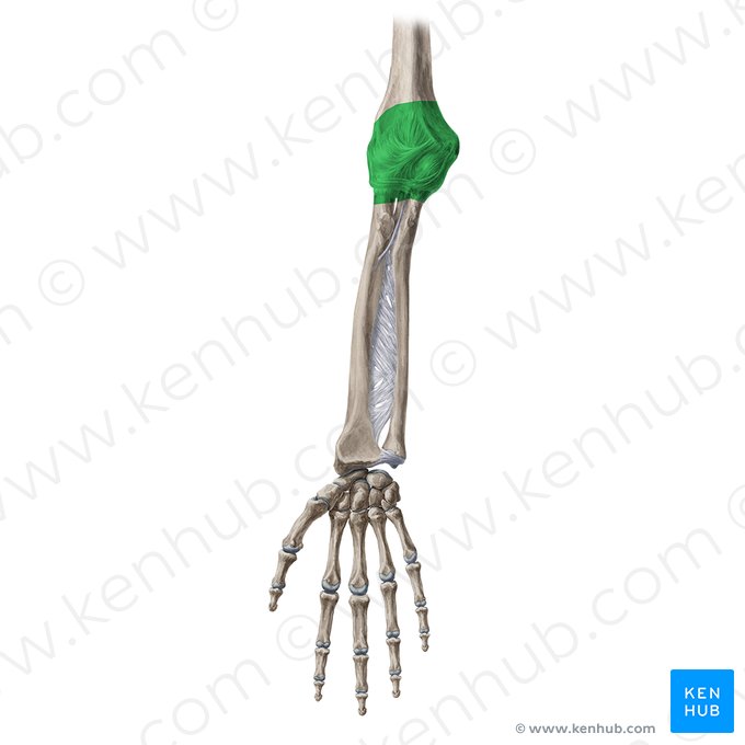 Elbow joint (Articulatio cubiti); Image: Yousun Koh