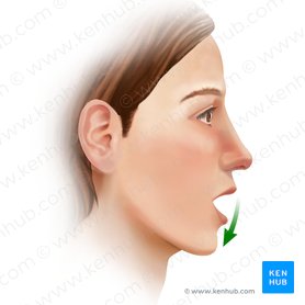Depressão da mandíbula (Depressio mandibulae); Imagem: Paul Kim