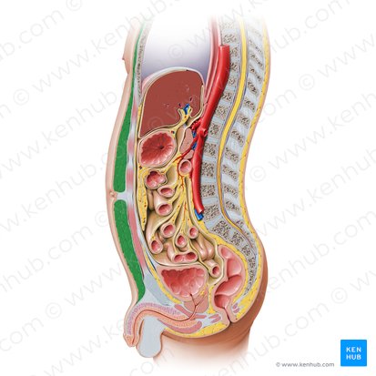 Tela subcutánea de la pared anterior abdominal (Fascia de Camper) (Panniculus adiposus abdominis); Imagen: Paul Kim