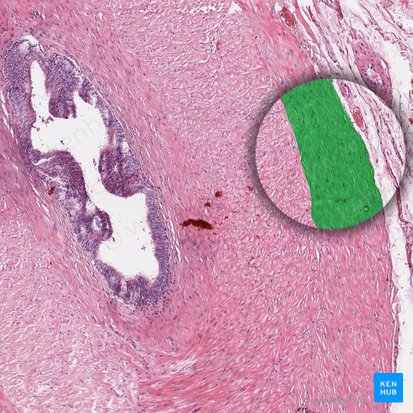 Stratum longitudinale externum tunicae muscularis (Äußere Längsmuskelschicht der Tunica muscularis); Bild: 