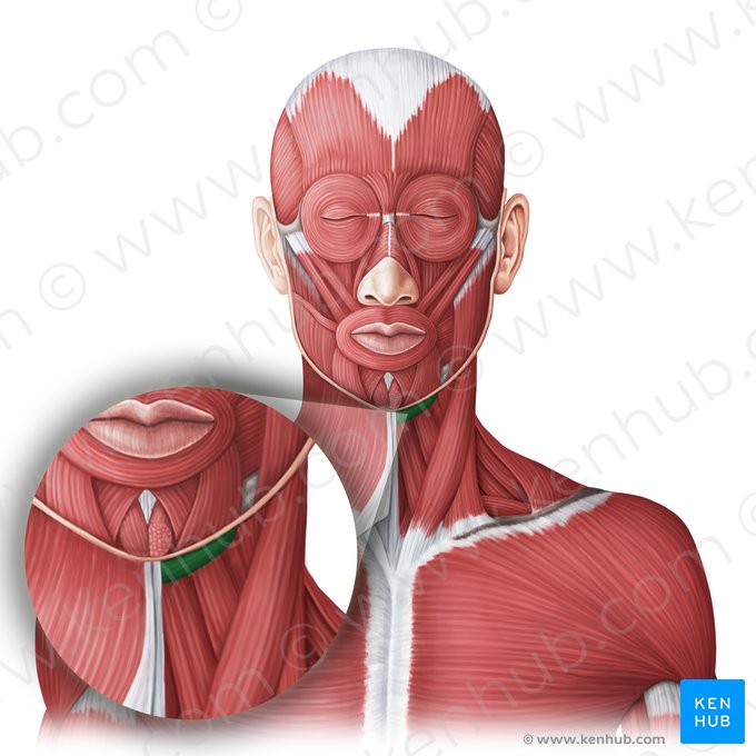 Músculo milo-hióideo (Musculus mylohyoideus); Imagem: Irina Münstermann