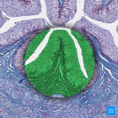 Mucosa (Tunica mucosa); Imagen: 