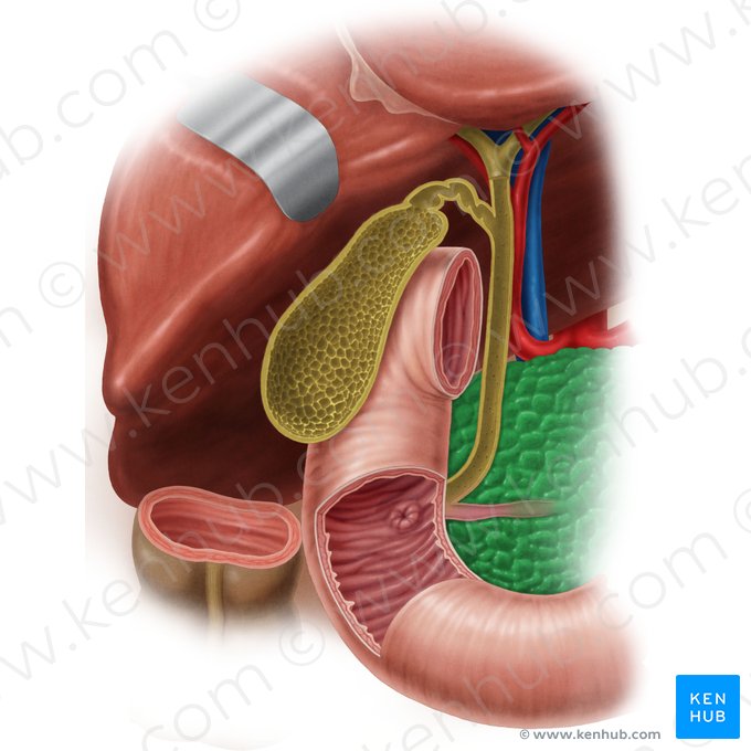 Pancreas (Bauchspeicheldrüse); Bild: Samantha Zimmerman