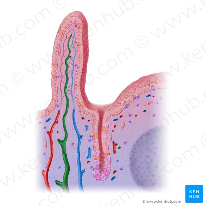 Vaso linfático intestinal (Vas lymphaticum centrale); Imagem: Paul Kim