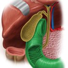 Duodenum (Zwölffingerdarm)