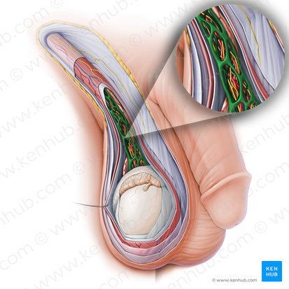 Plexo pampiniforme (Plexus pampiniformis); Imagem: Paul Kim