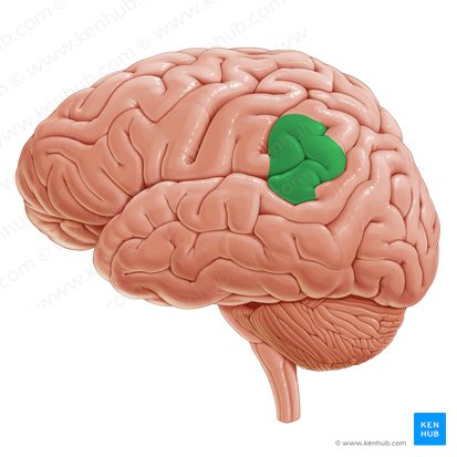 Giro supramarginal (Gyrus supramarginalis); Imagen: Paul Kim