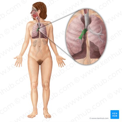 Bronquio principal derecho (Bronchus principalis dexter); Imagen: Begoña Rodriguez