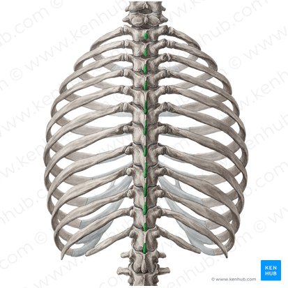 Processus spinosi vertebrarum T1-T12 (Dornfortsätze der Wirbel Th1-Th12); Bild: Yousun Koh