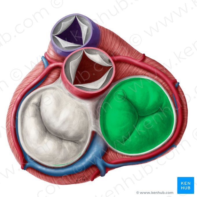 Valva atrioventricular derecha (Valva atrioventricularis dextra); Imagen: Yousun Koh