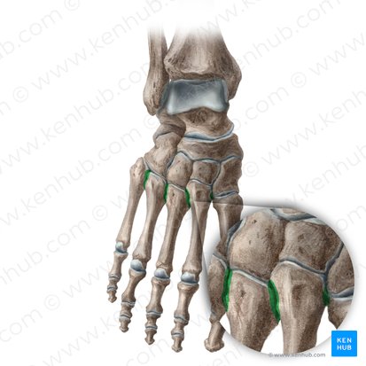 Articulationes intermetatarseae (Intermetatarsalgelenke); Bild: Liene Znotina